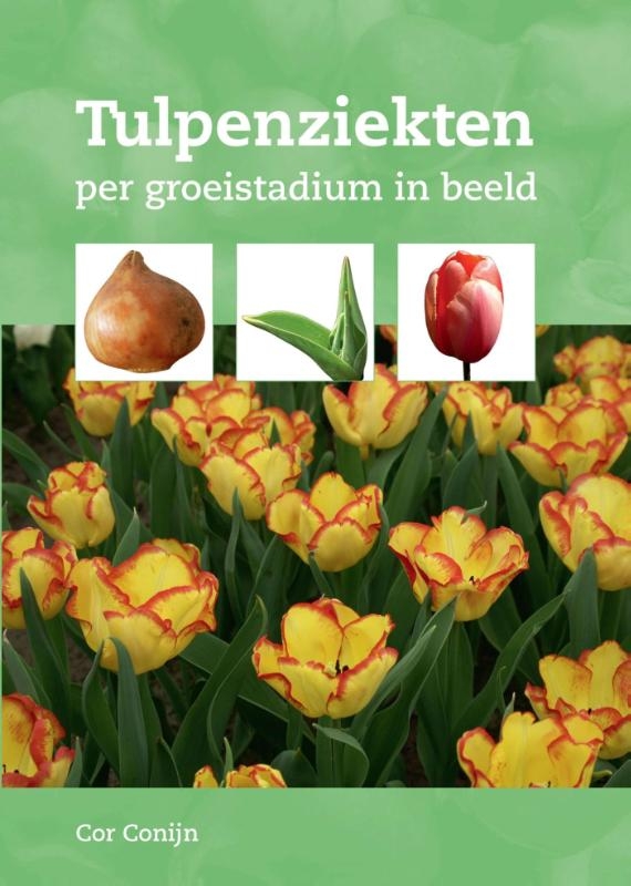 Tulpenziekten