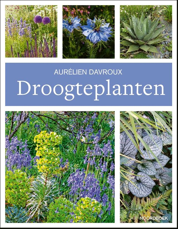 Droogteplanten